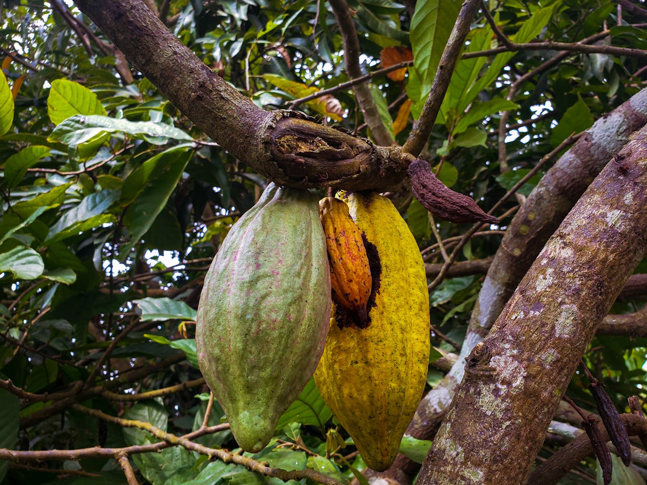 Vibrant cacao pods hanging from a tree branch in a lush plantation setting.